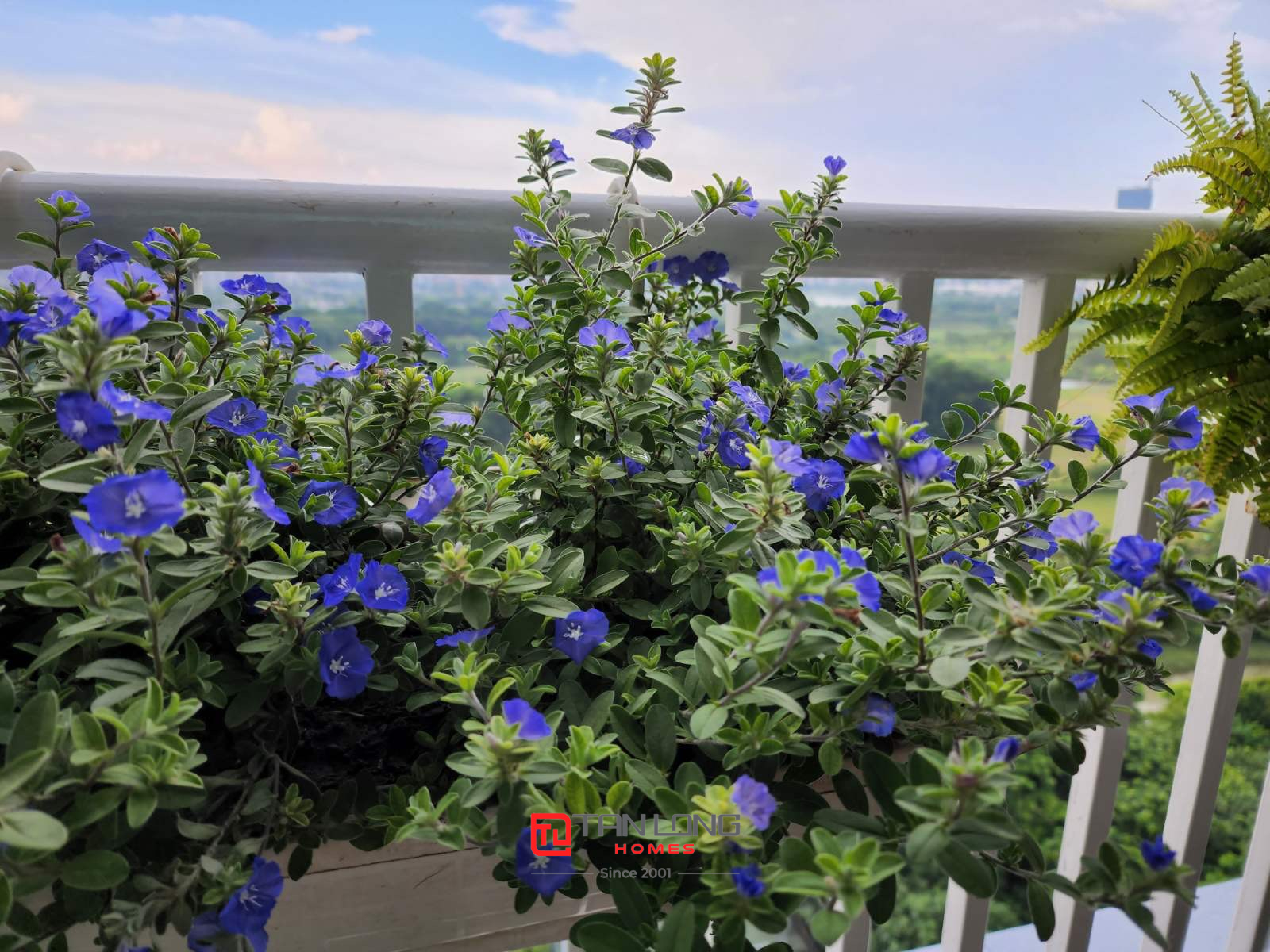 Bán căn hộ 182m2 tòa P2 Ciputra, trục 02 view công viên sân golf giá hợp lý 8